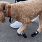 Sealassic SafePaw™ Dog Boots (4-Pack)